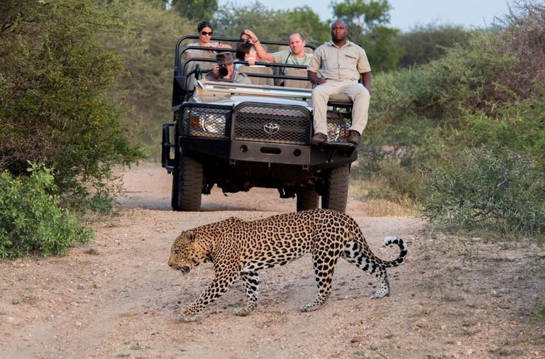 Lion walking in front of game vehicle Kapama Game Reserve
