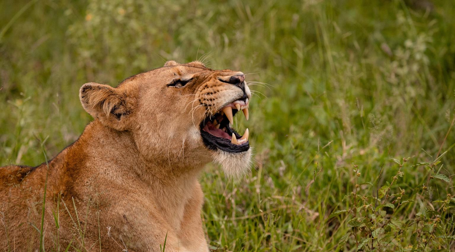 Lioness lying and baring teeth Kapama Game Reserve