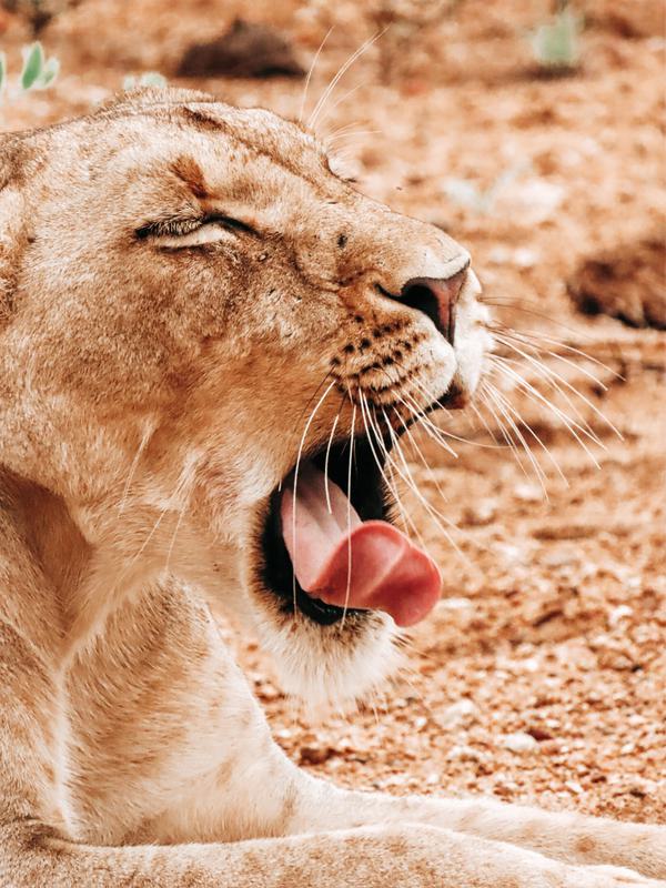 Lioness yawning Thornybush portrait