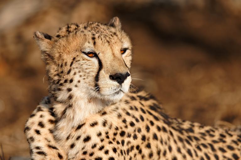 Cheetah close up Madikwe SS
