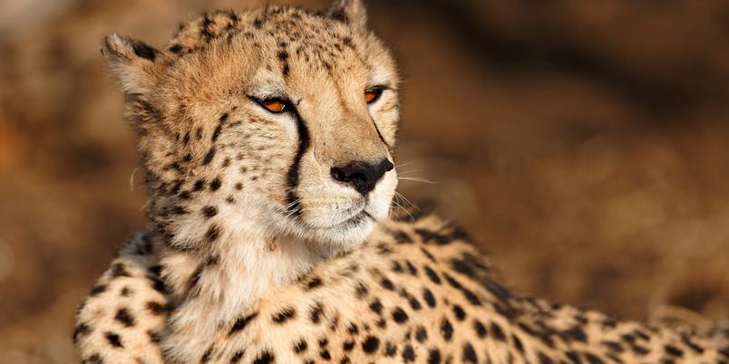 Cheetah close up Madikwe SS