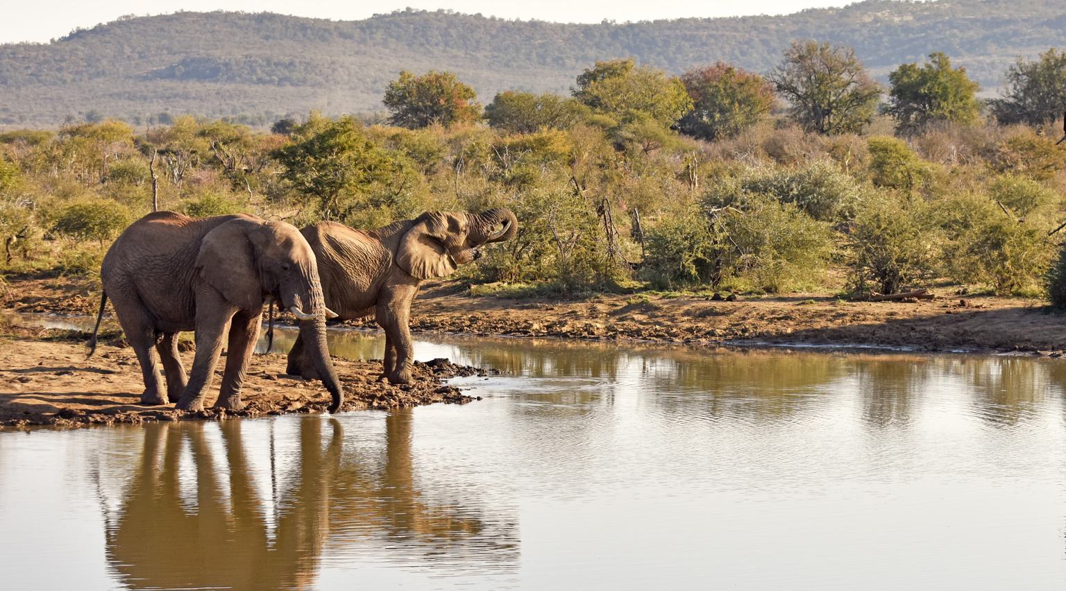 Elephants drinking at waterhole Madikwe SS