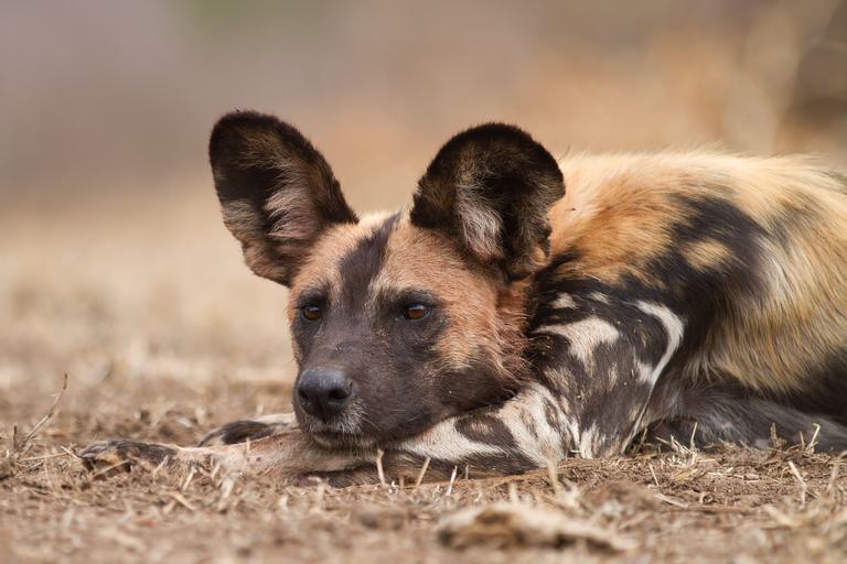 Wild Dog laid on paw Madikwe SS