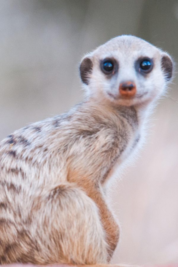 Meerkat close up Portrait SS