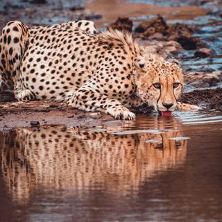 Cheetah by the river Marataba Portrait
