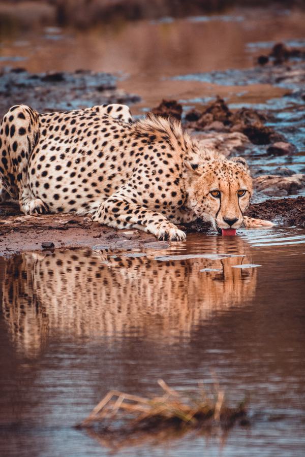 Cheetah by the river Marataba Portrait