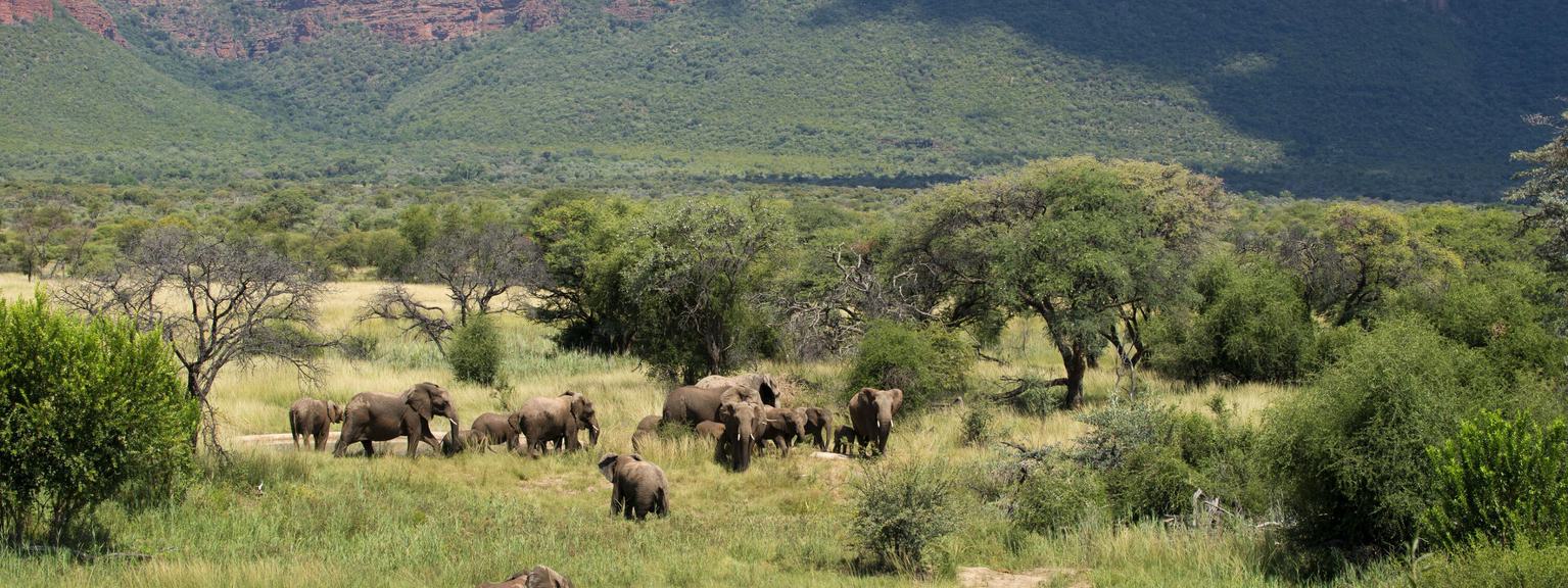 Elephants on walk Marakele National Park