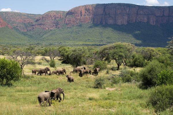 Elephants on walk Marakele National Park