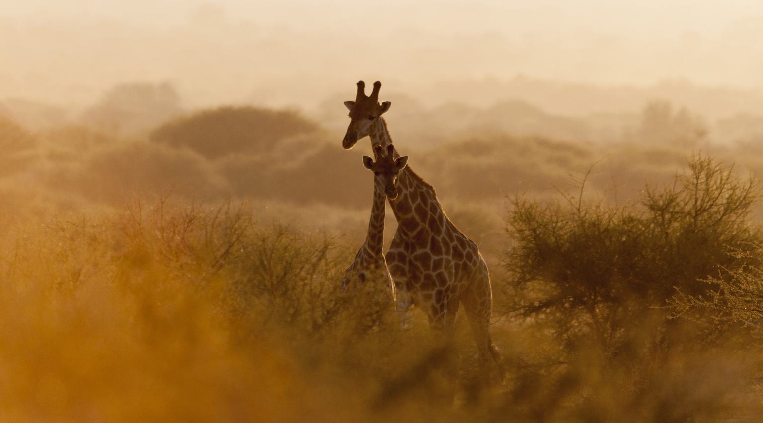 Giraffe and calf at sunset Marataba