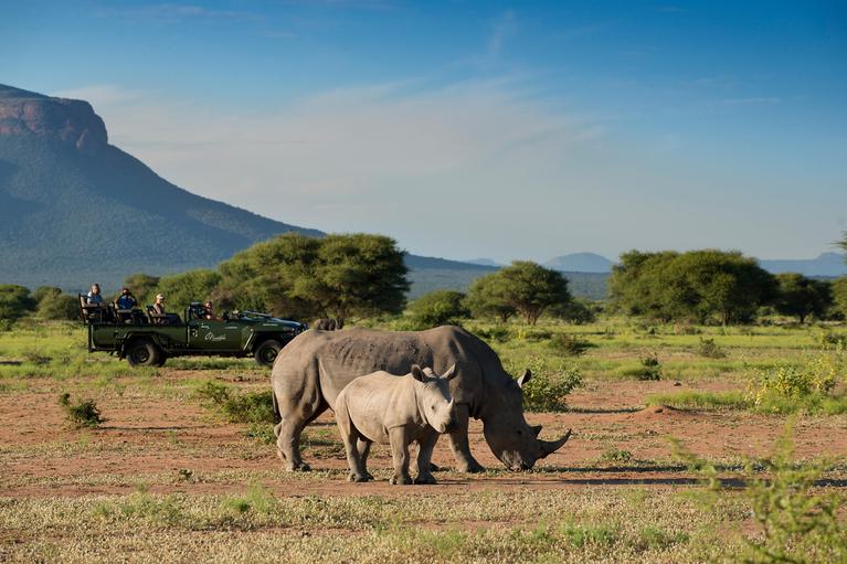 Rhino at Marataba vehicle in background Marakele National Park
