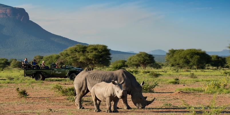 Rhino at Marataba vehicle in background Marakele National Park