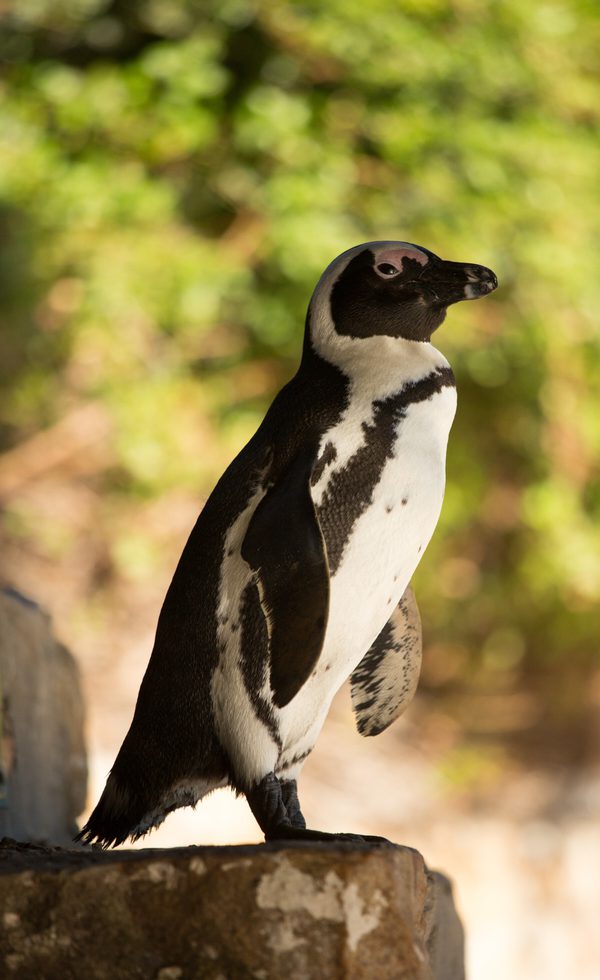 Lone Penguin at Boulders Beach Itinerary card