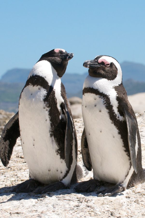 Penguins on rock portrait