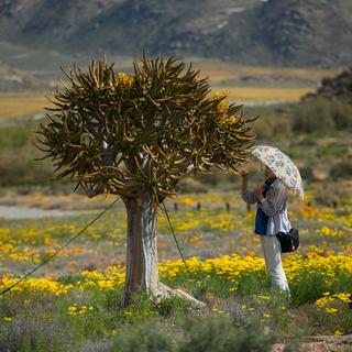 Flowers of Aloe Tree in Namaqualand SAT