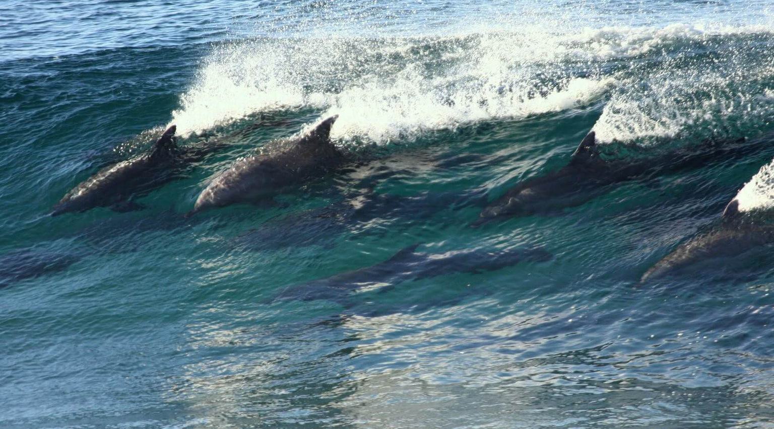 Dolphins The Plettenberg