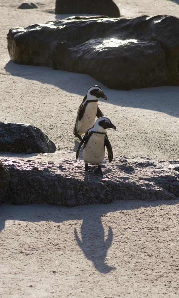 Two penguins SAT portrait