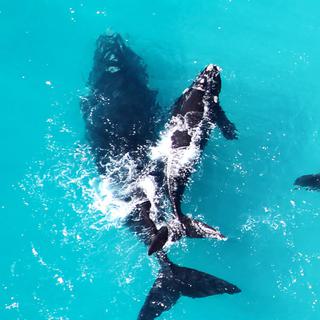 Whale watching air Grootbos