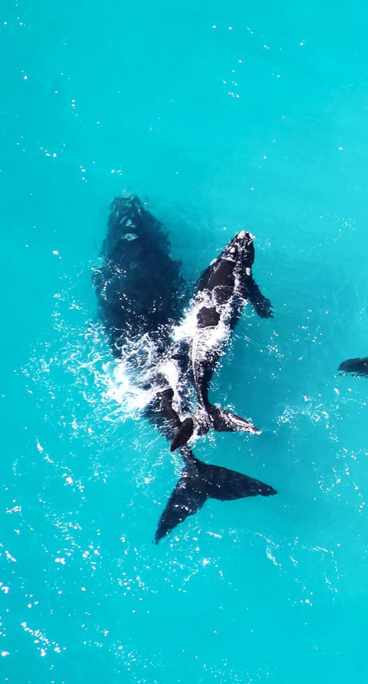 Whale watching air Grootbos