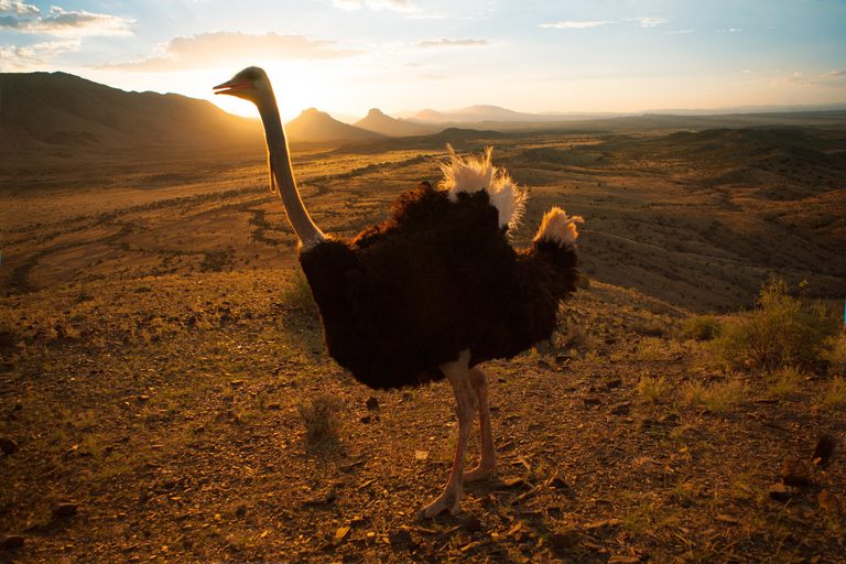 Ostrich Oudtshoorn SAT