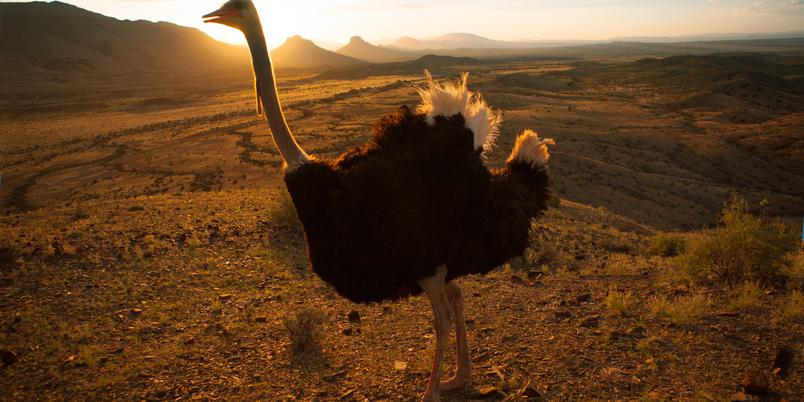 Ostrich Oudtshoorn SAT