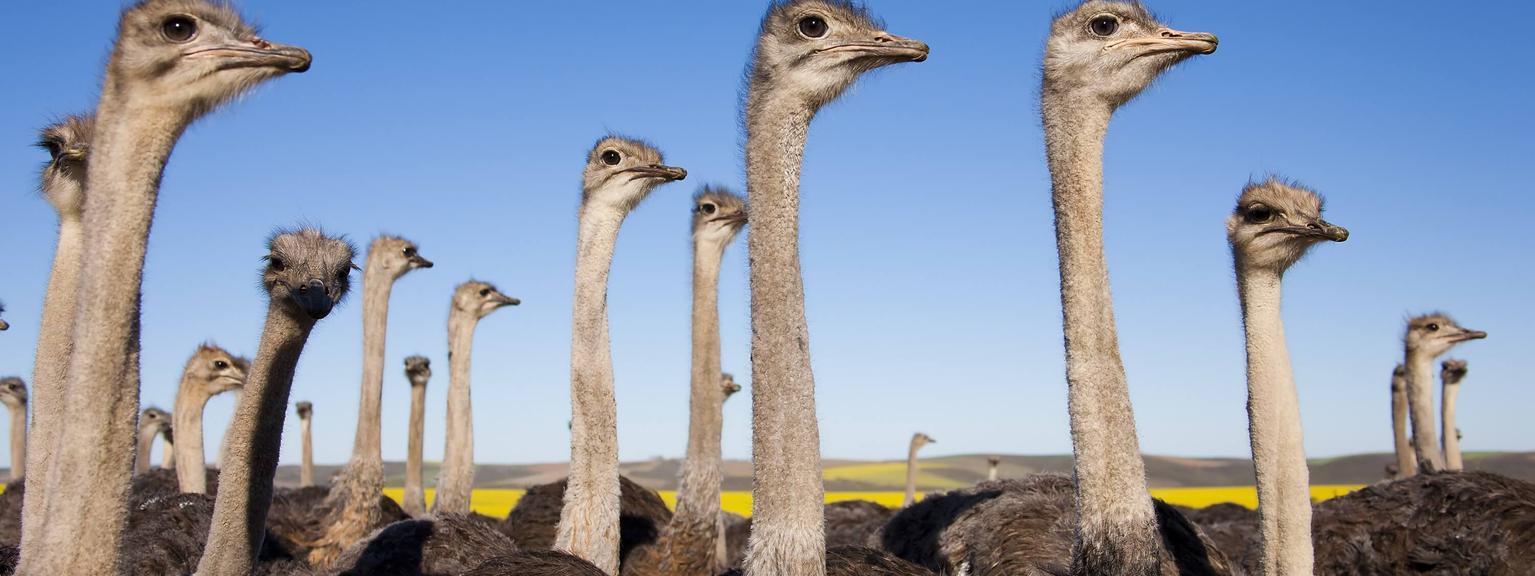 Ostriches Garden Route South Africa