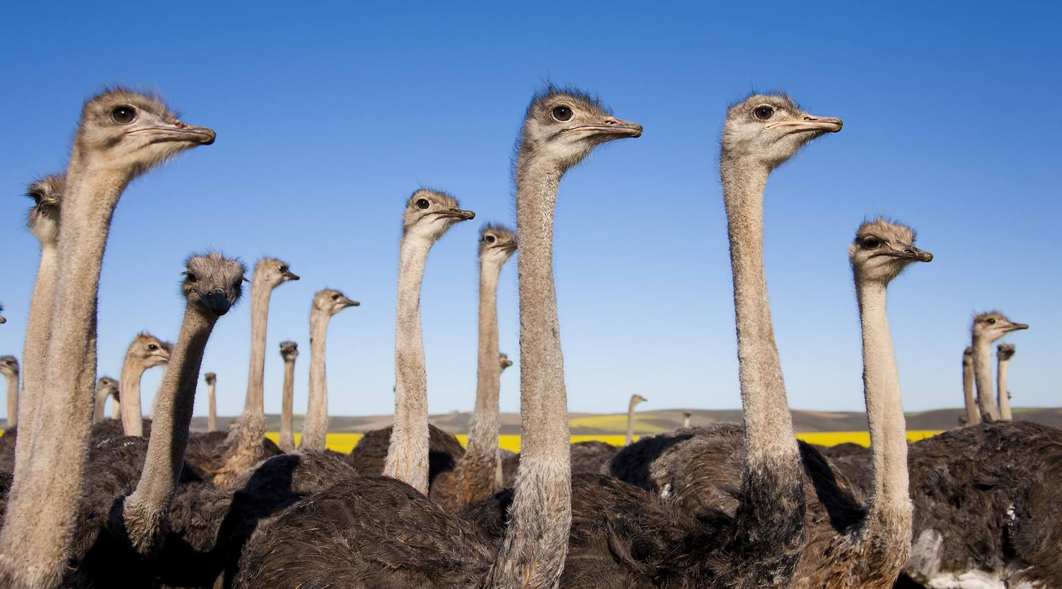 Ostriches Garden Route South Africa