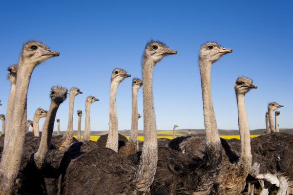 Ostriches Garden Route South Africa