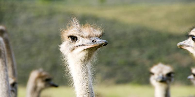 Close up Ostrich head SAT