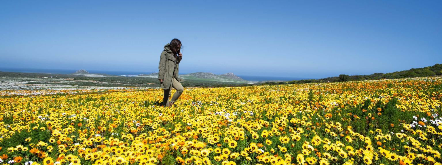 Field of flowers West Coast National Park South Africa
