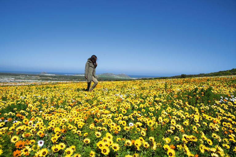 Field of flowers West Coast National Park South Africa