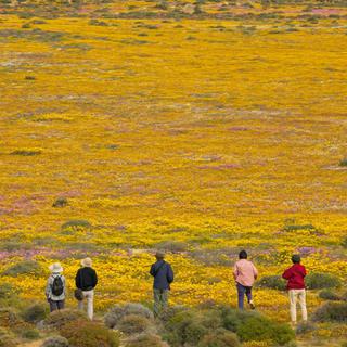 Namaqualand Daisies in full bloom SAT