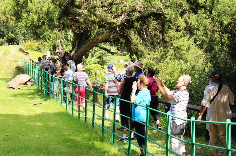 Jonathan the tortoise St Helena