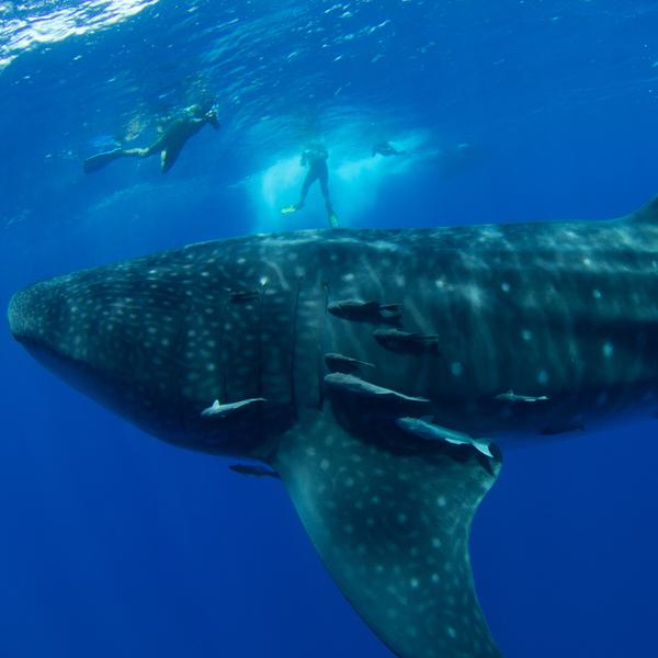 Whale shark portrait