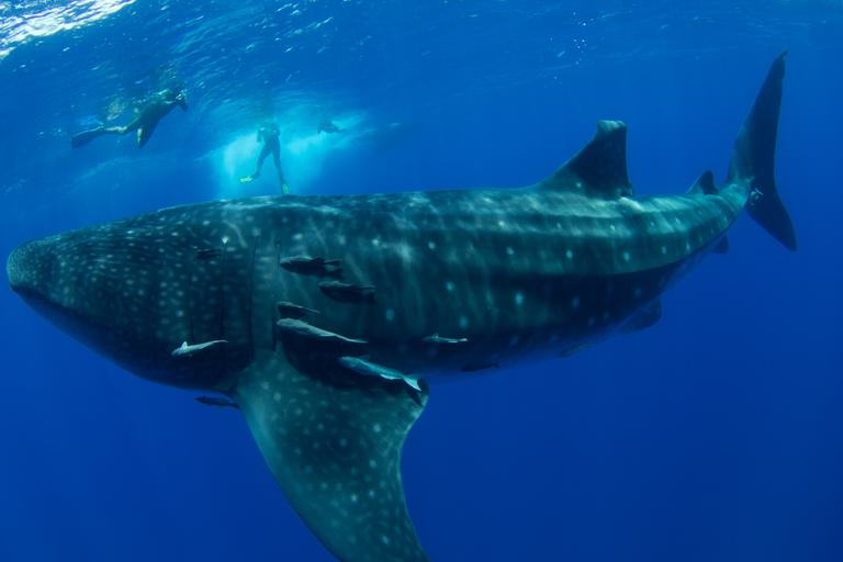Whale sharks