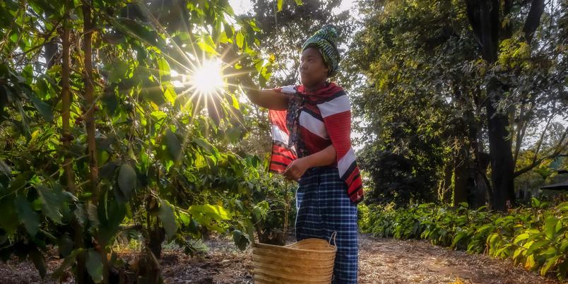 Coffee Harvest Arusha Coffee Lodge