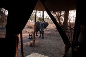 Chada Katavi Elephant Visit