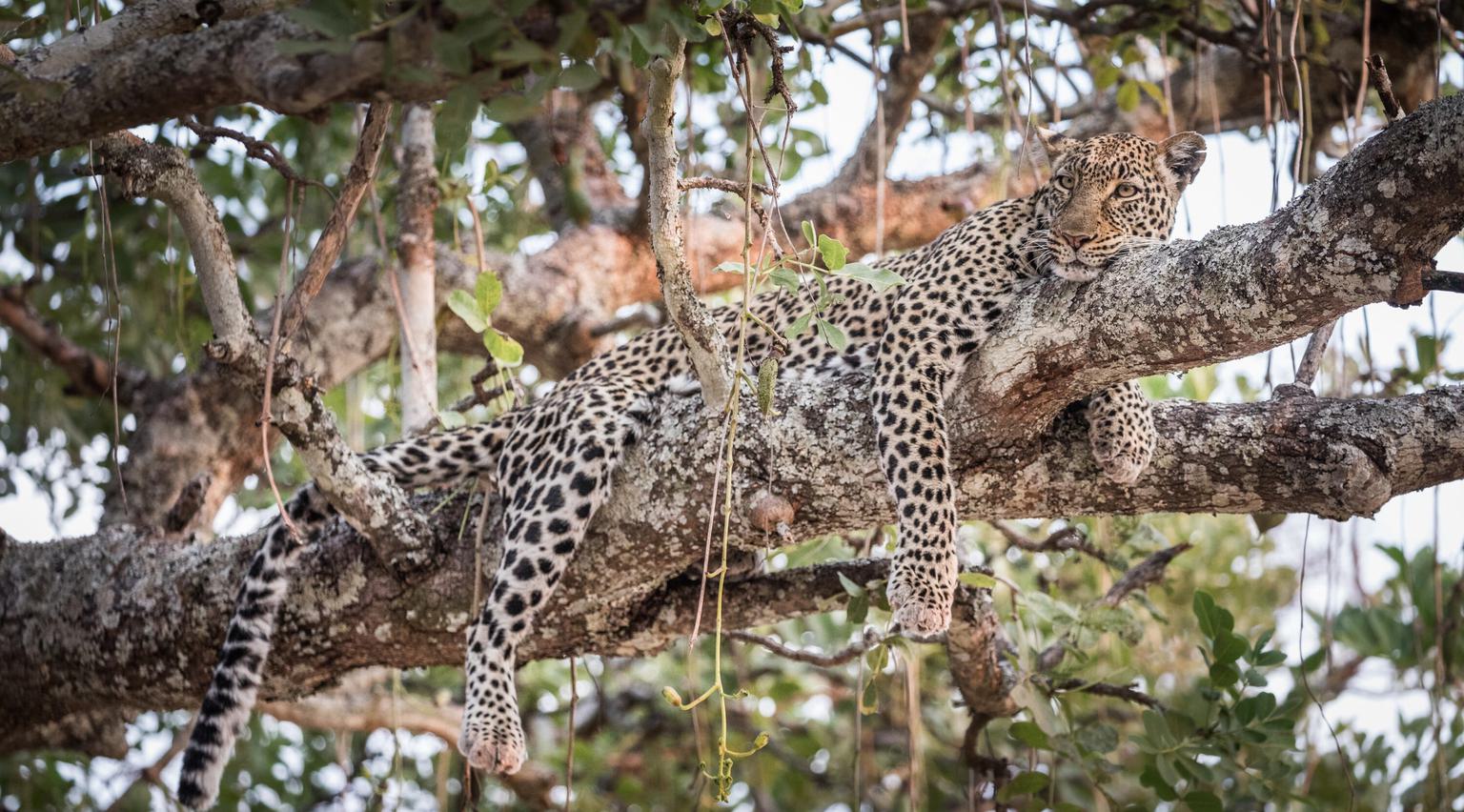 Chada Katavi Leopard laying on branch