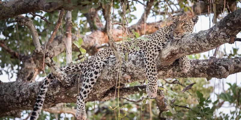 Chada Katavi Leopard laying on branch