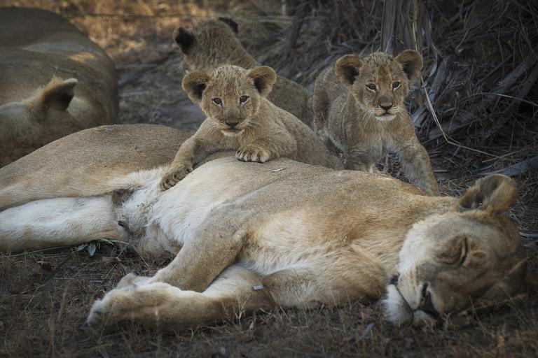 Chada Katavi Lion laying with cubs