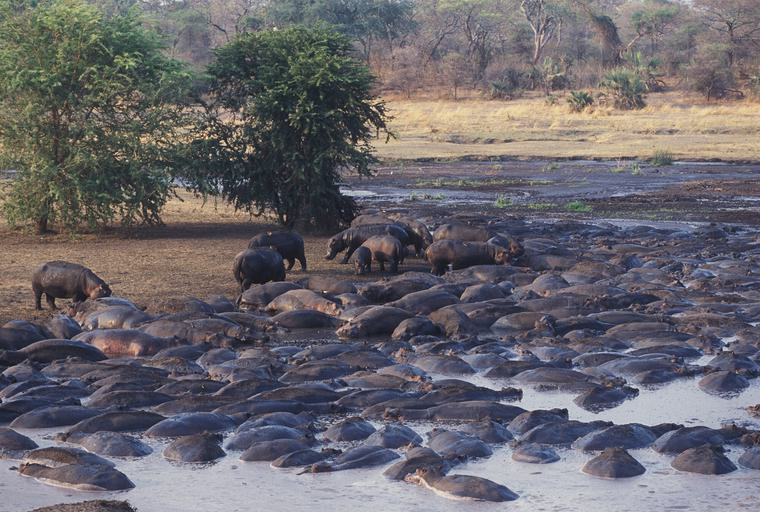 Hippos in river Chada Katavi