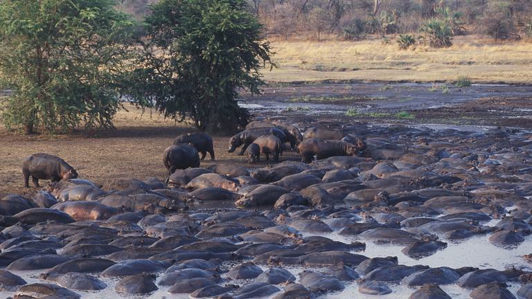 Hippos in river Chada Katavi
