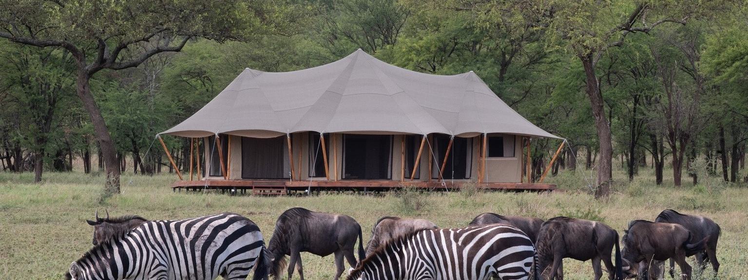 Cherero Camp Zebra and Wildebeest hero