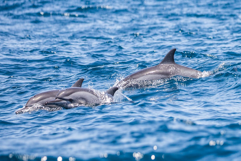 Laba Fanjove Island Ocean Wildlife