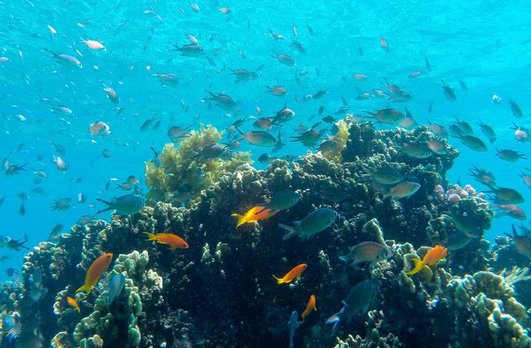 Laba Fanjove Island Underwater World