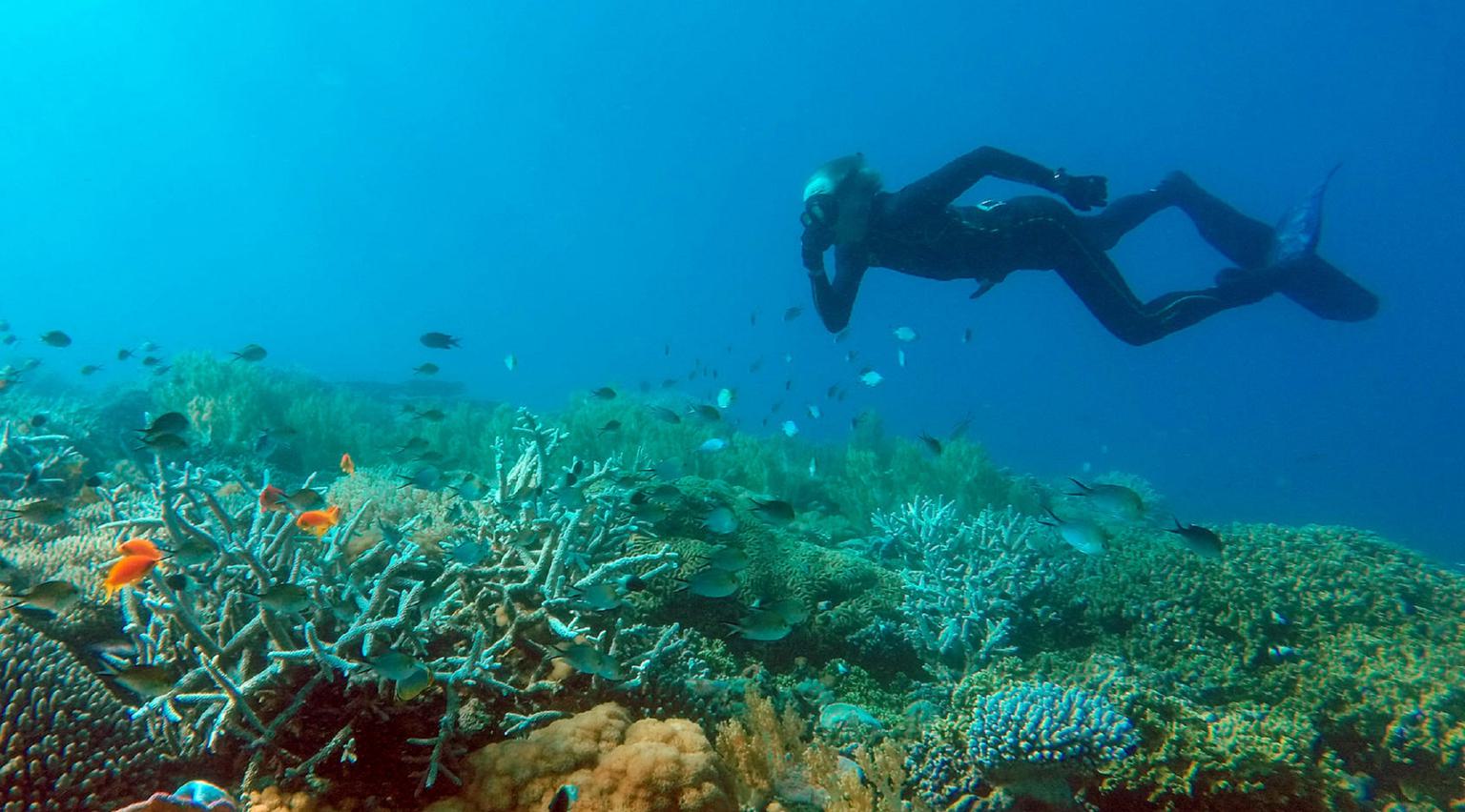 Laba Fanjove Island Underwater Adventures