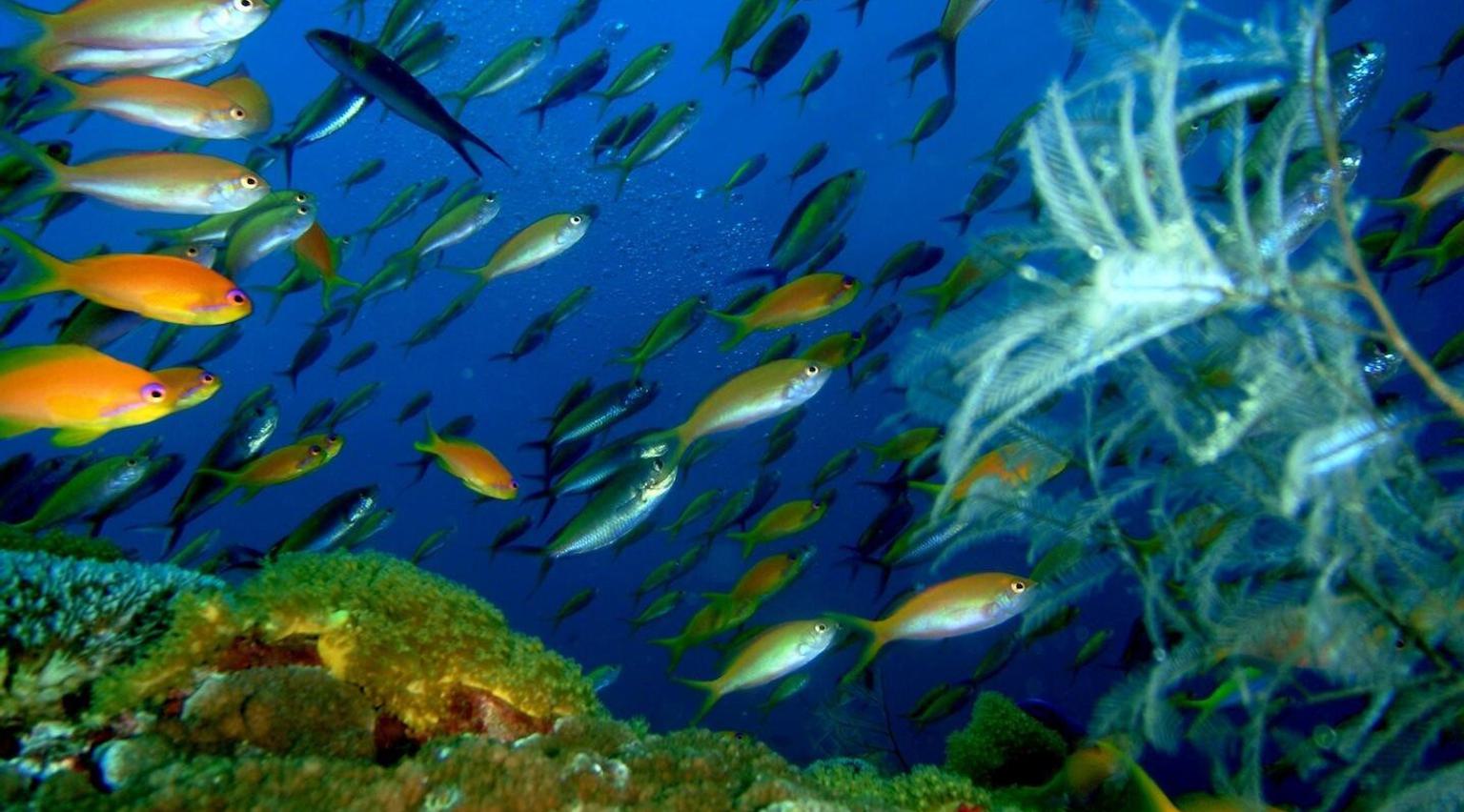 Fish on reef Fundu Lagoon