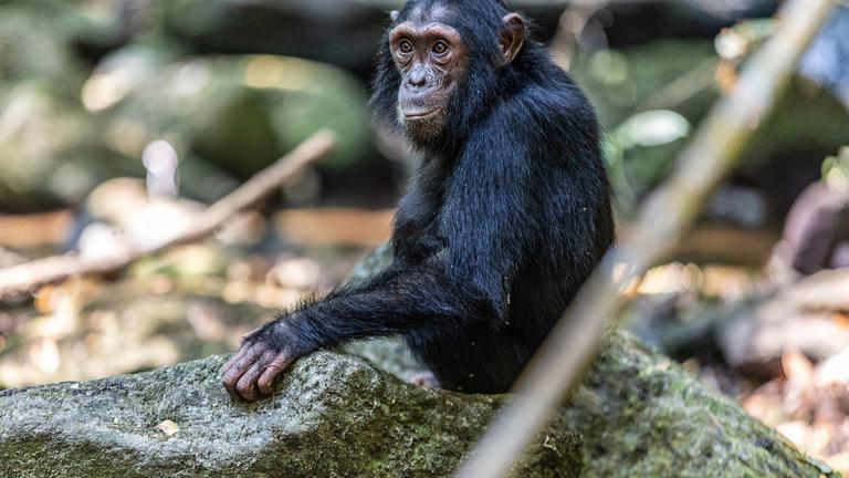 Chimp sat on rock at Greystoke Mahale
