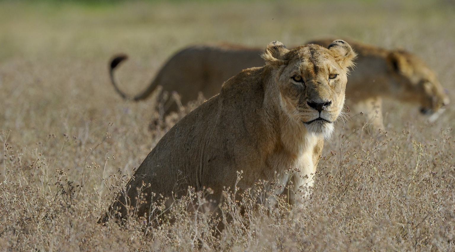 Lioness in grass Ngorongoro Serena Safari Lodge