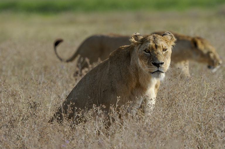 Lioness in grass Ngorongoro Serena Safari Lodge