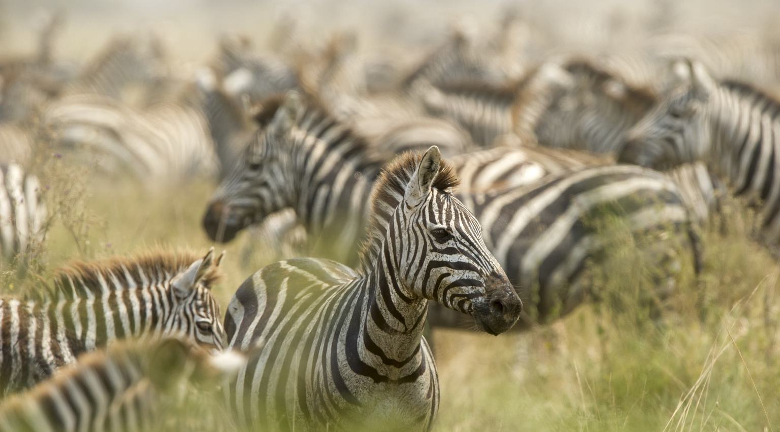 Herd of Zebra Serena Serengeti Safari Lodge